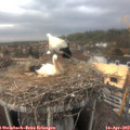 14_00-nest.jpg