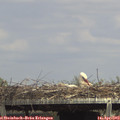 14_30-mast.jpg