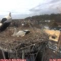 14_50-nest.jpg