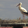 14_55-mast.jpg