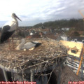 14_55-nest.jpg