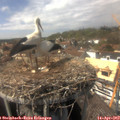15_00-nest.jpg