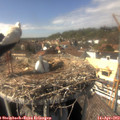 15_10-nest.jpg