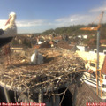 15_15-nest.jpg
