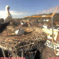 15_20-nest.jpg