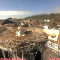 15_25-nest.jpg