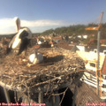 15_35-nest.jpg