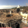 15_45-nest.jpg