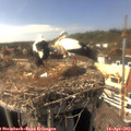 15_55-nest.jpg