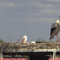 16_00-mast.jpg