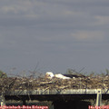 16_05-mast.jpg