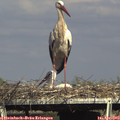 16_30-mast.jpg