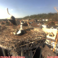 16_30-nest.jpg