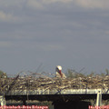 16_35-mast.jpg