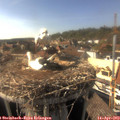 16_40-nest.jpg