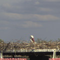16_45-mast.jpg