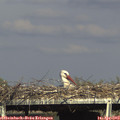 16_55-mast.jpg