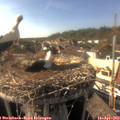 17_00-nest.jpg