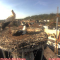 17_05-nest.jpg