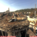 17_15-nest.jpg
