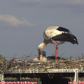 17_20-mast.jpg