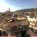 17_20-nest.jpg
