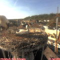 17_30-nest.jpg