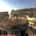 17_35-nest.jpg