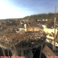 17_40-nest.jpg