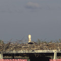 17_45-mast.jpg