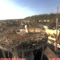 17_50-nest.jpg