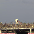 17_55-mast.jpg