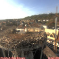 17_55-nest.jpg