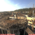 18_00-nest.jpg