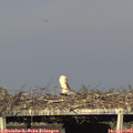 18_05-mast.jpg
