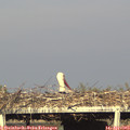 18_10-mast.jpg