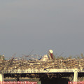 18_15-mast.jpg