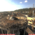 18_15-nest.jpg