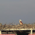 18_20-mast.jpg