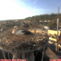 18_25-nest.jpg