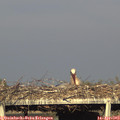 18_30-mast.jpg