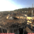18_30-nest.jpg
