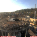 18_50-nest.jpg