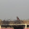 18_55-mast.jpg