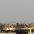 19_00-mast.jpg