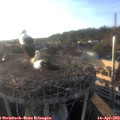 19_10-nest.jpg