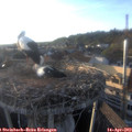 19_15-nest.jpg