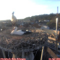 19_25-nest.jpg
