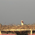 19_35-mast.jpg