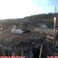 19_35-nest.jpg